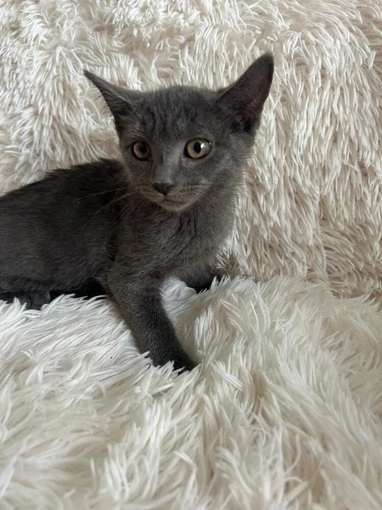 A baby medium-sized female Blue Point Domestic Short Hair cat named Hoiney for adoption in Oceanside, CA