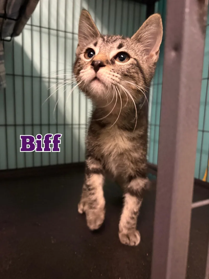 A young medium-sized male Tabby (Tiger Striped) Domestic Short Hair cat named Biff for adoption in Monticello, IL