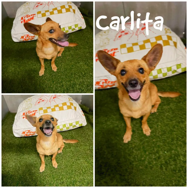 Carlita