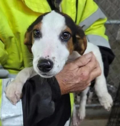 A baby medium-sized female Mixed Breed dog named Daryl Hannah for adoption in Madison, NJ