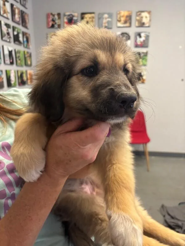 A baby large-sized female Golden Great Pyrenees dog named Panda for adoption in Van Nuys, CA