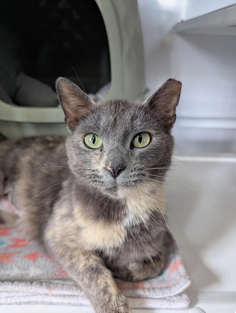 An adult medium-sized female Domestic Short Hair cat named Jolene for adoption in Oconto, WI