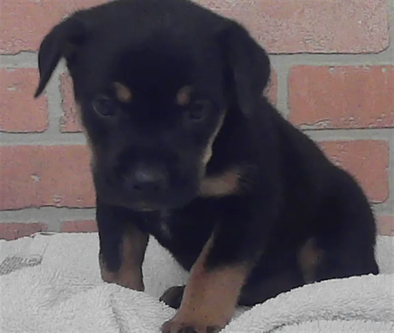 A baby small-sized female German Shepherd Dog dog named Phoebe for adoption in Houston, TX