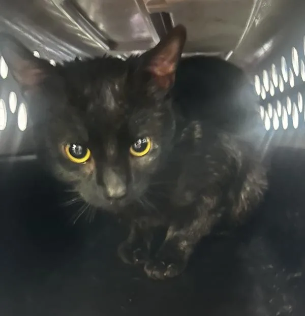 A young large-sized male Domestic Short Hair cat named Taro for adoption in Vallejo, CA