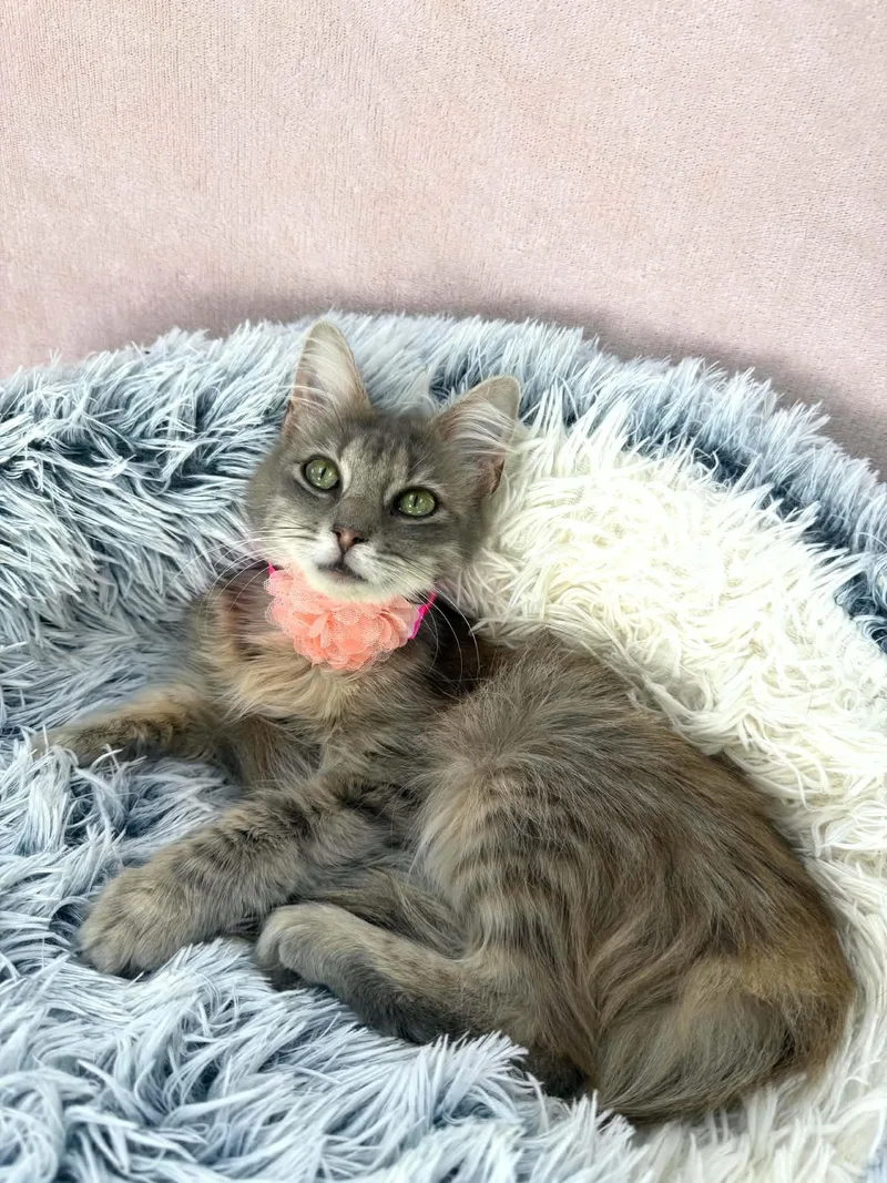 A young small-sized female Domestic Long Hair cat named Raven Symone for adoption in Tavares, FL