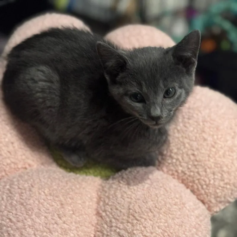 A baby small-sized male Gray / Blue / Silver Domestic Short Hair cat named Slate for adoption in Staten Island, NY