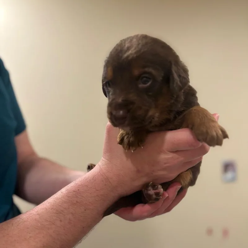 Raspberry Jelly thumbnail 2