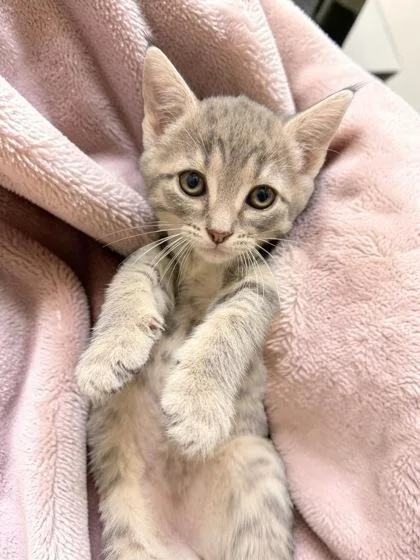 A baby medium-sized male Domestic Short Hair cat named Nigel for adoption in Cumberland, MD