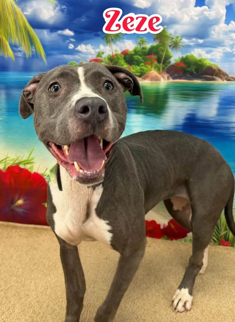 An adult medium-sized female Gray / Blue / Silver Mixed Breed dog named Zeze for adoption in Flint, MI