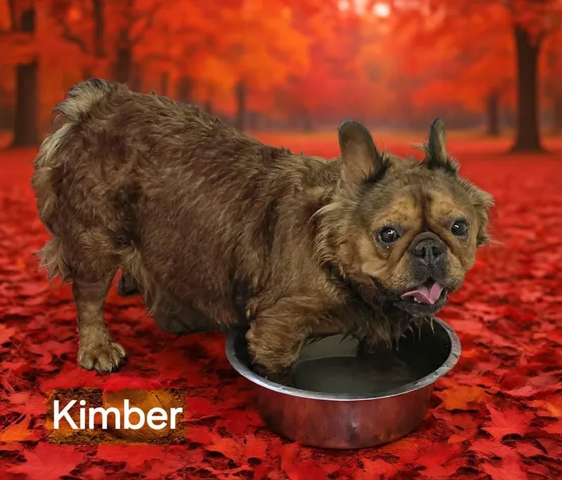 Kimber thumbnail 3