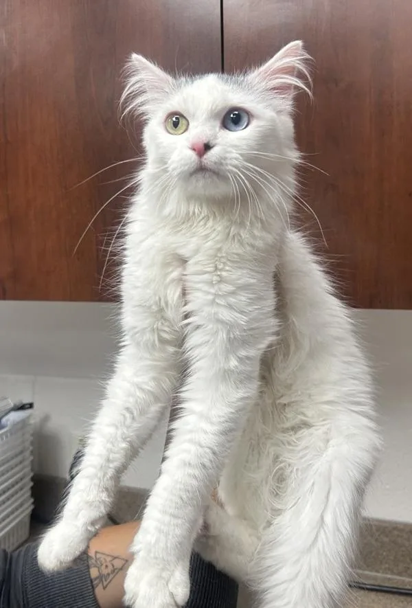 An adult medium-sized female Domestic Medium Hair cat named Whisp for adoption in Salt Lake City, UT