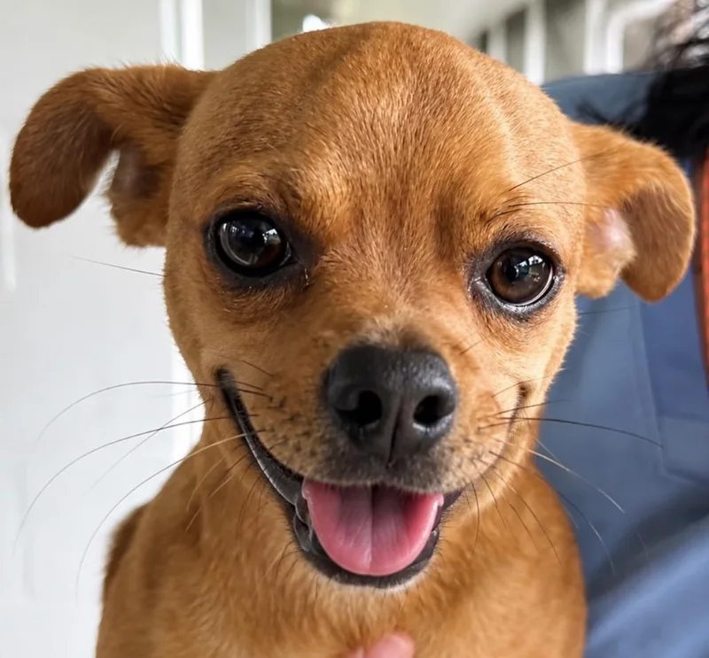 A baby small-sized male Chihuahua dog named Lewis for adoption in Labelle, FL
