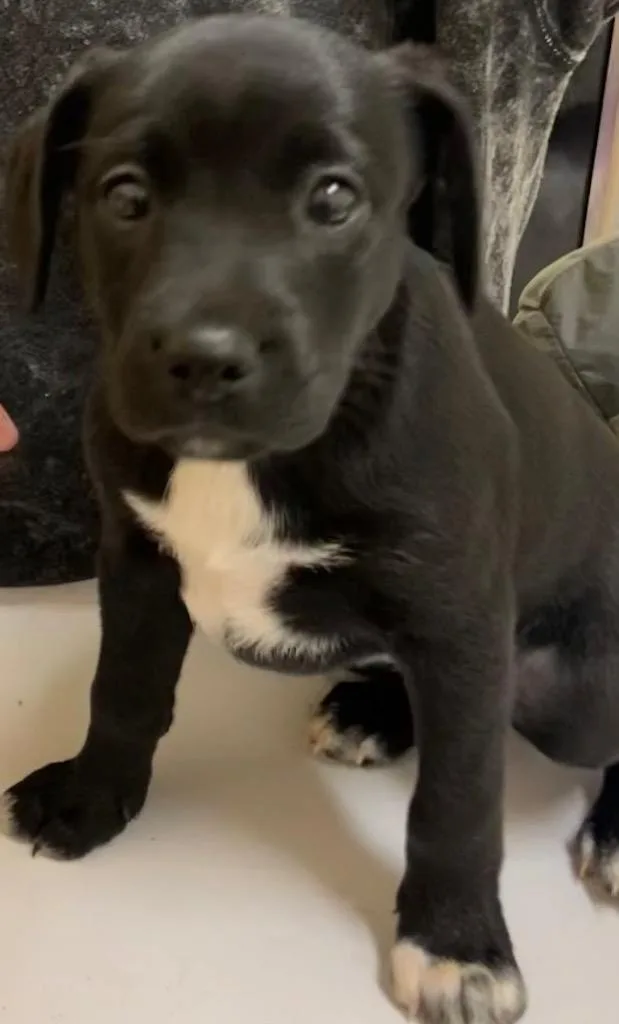 Molly thumbnail 2
