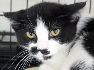 An adult medium-sized male Black Domestic Short Hair cat named Atticus for adoption in Anaconda, MT