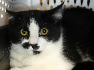 Atticus thumbnail 3