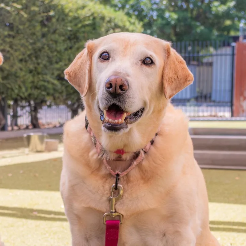 An adult large-sized female Yellow / Tan / Blond / Fawn Yellow Labrador Retriever dog named Gladys for adoption in Albuquerque, NM