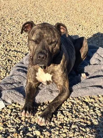 An adult large-sized male Pit Bull Terrier dog named Zeus for adoption in Chandler, AZ