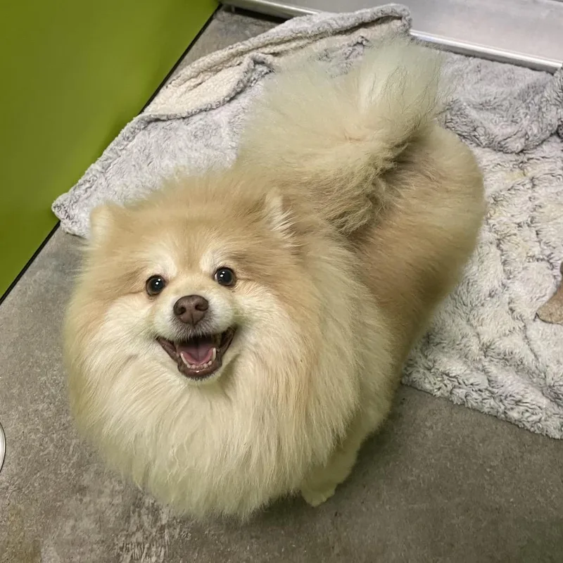 A senior small-sized male Apricot / Beige Pomeranian dog named Branch for adoption in Spokane, WA