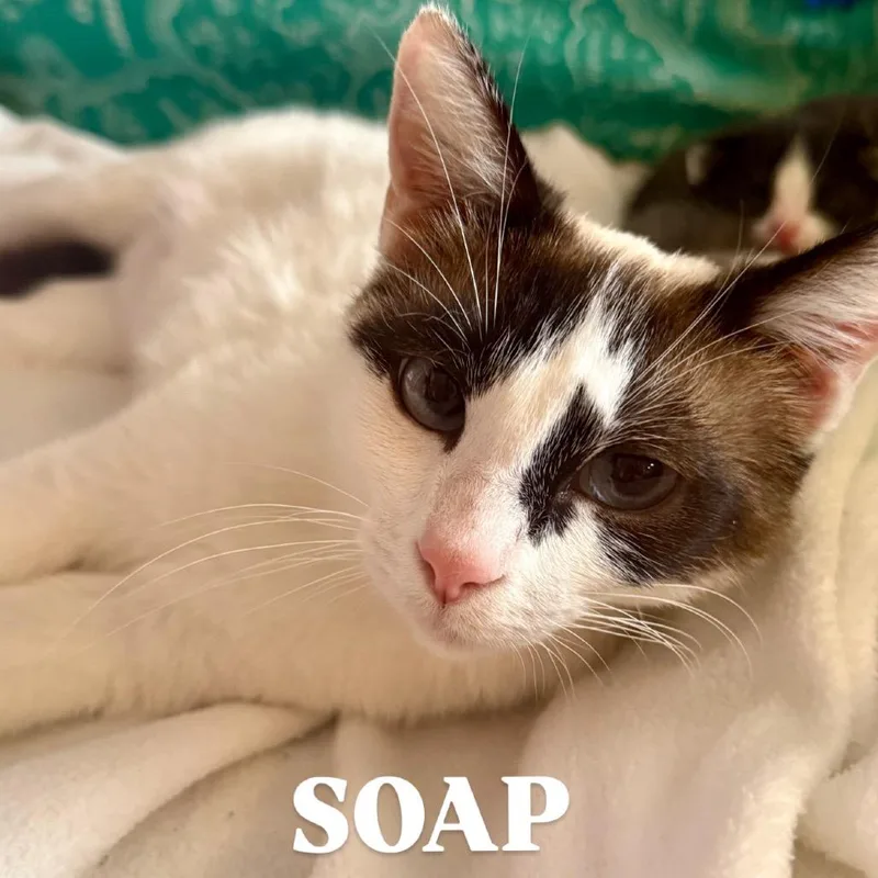 Soap