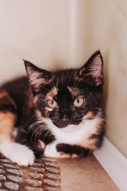 A young small-sized female Domestic Short Hair cat named A Bougie for adoption in North Charleston, SC