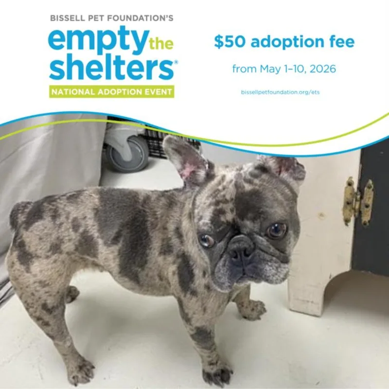 A young medium-sized female French Bulldog dog named Marbles for adoption in Santa Cruz, CA