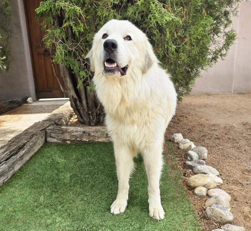 A young large-sized male Great Pyrenees dog named Bodacious Mr Biscuit for adoption in Albuquerque, NM