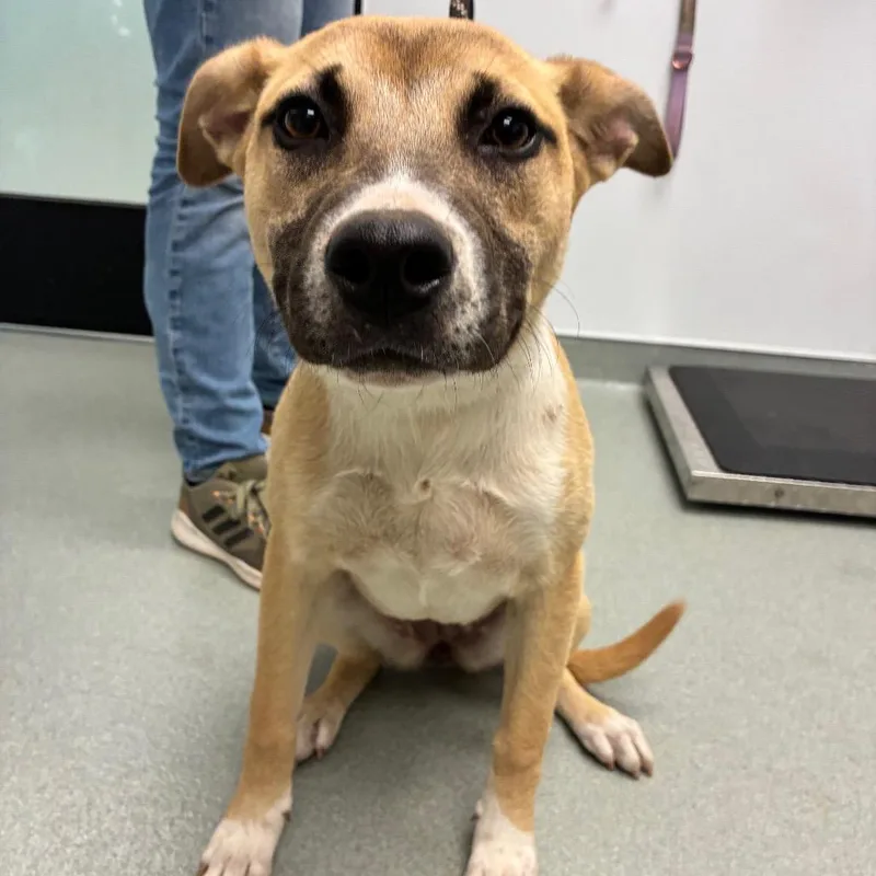 A young medium-sized female Yellow / Tan / Blond / Fawn Black Mouth Cur dog named Cozmo for adoption in Abilene, TX