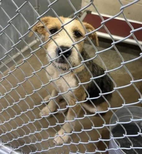 An adult medium-sized male Border Terrier dog named Zeus for adoption in Aurora, CO