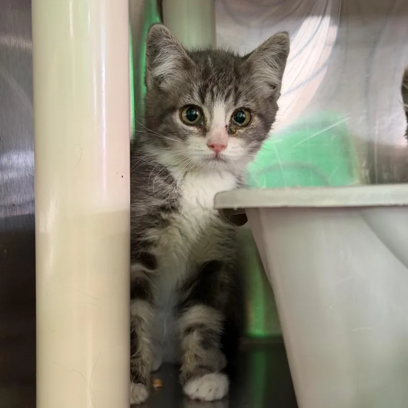 A baby small-sized female Domestic Short Hair cat named Spite for adoption in Spanish Fork, UT