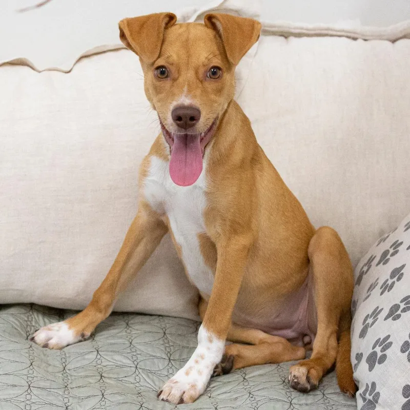 A young medium-sized female Mixed Breed dog named Pumpkin for adoption in Cartersville, GA