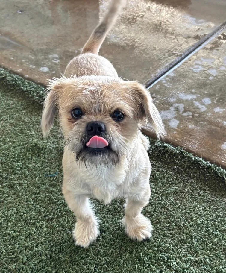 A young small-sized male Shih Tzu dog named Tator for adoption in Midland, TX
