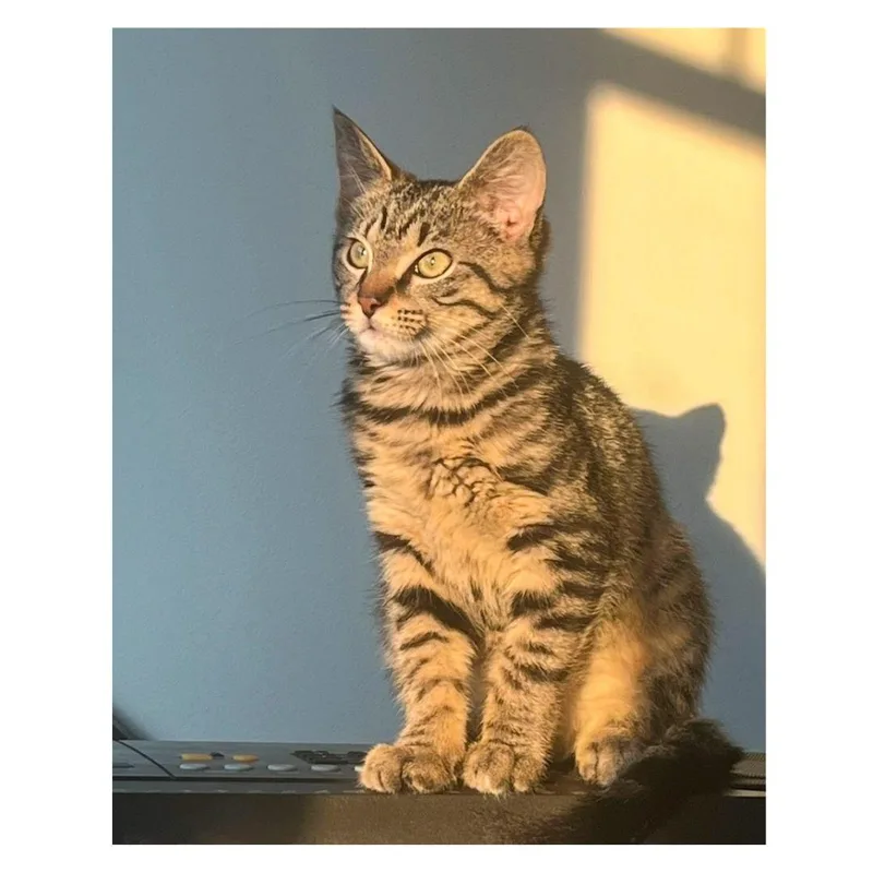 A baby medium-sized female Tabby (Brown / Chocolate) Domestic Short Hair cat named Josephine for adoption in Stamford, CT