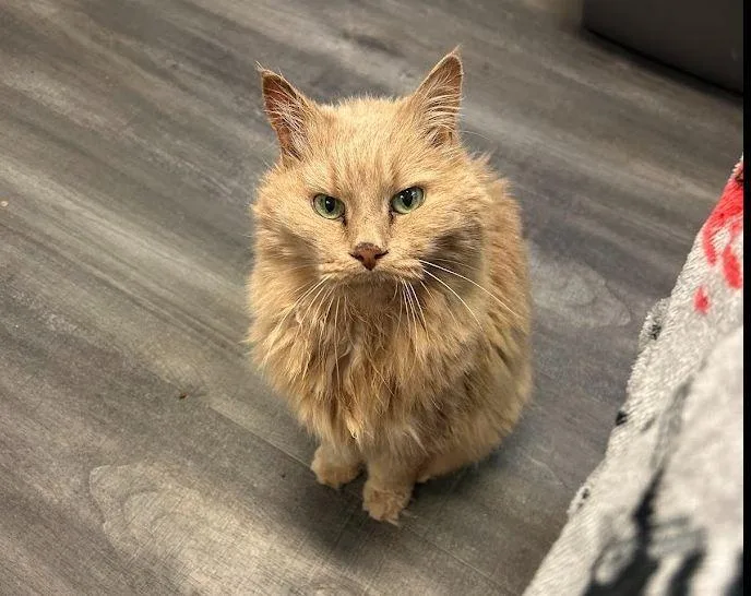 Simba