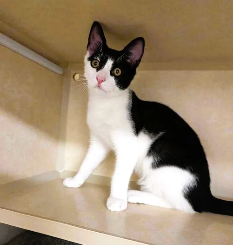 A baby medium-sized male Domestic Short Hair cat named Hamilton for adoption in Elmsford, NY