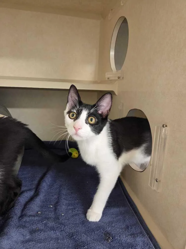 Hamilton thumbnail 3