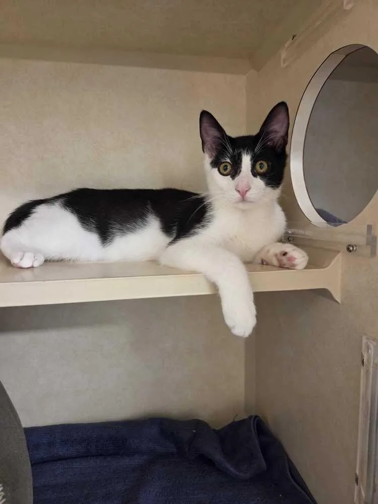 Hamilton thumbnail 4