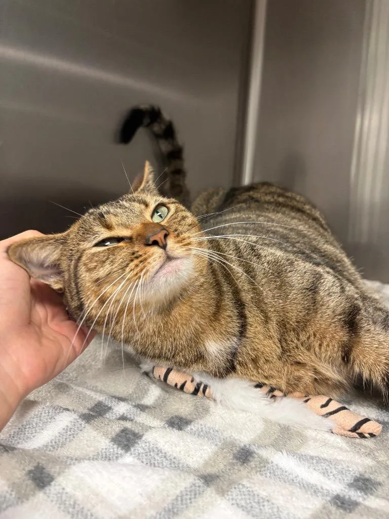 A young medium-sized female Domestic Short Hair cat named Nebula for adoption in Twentynine Palms, CA