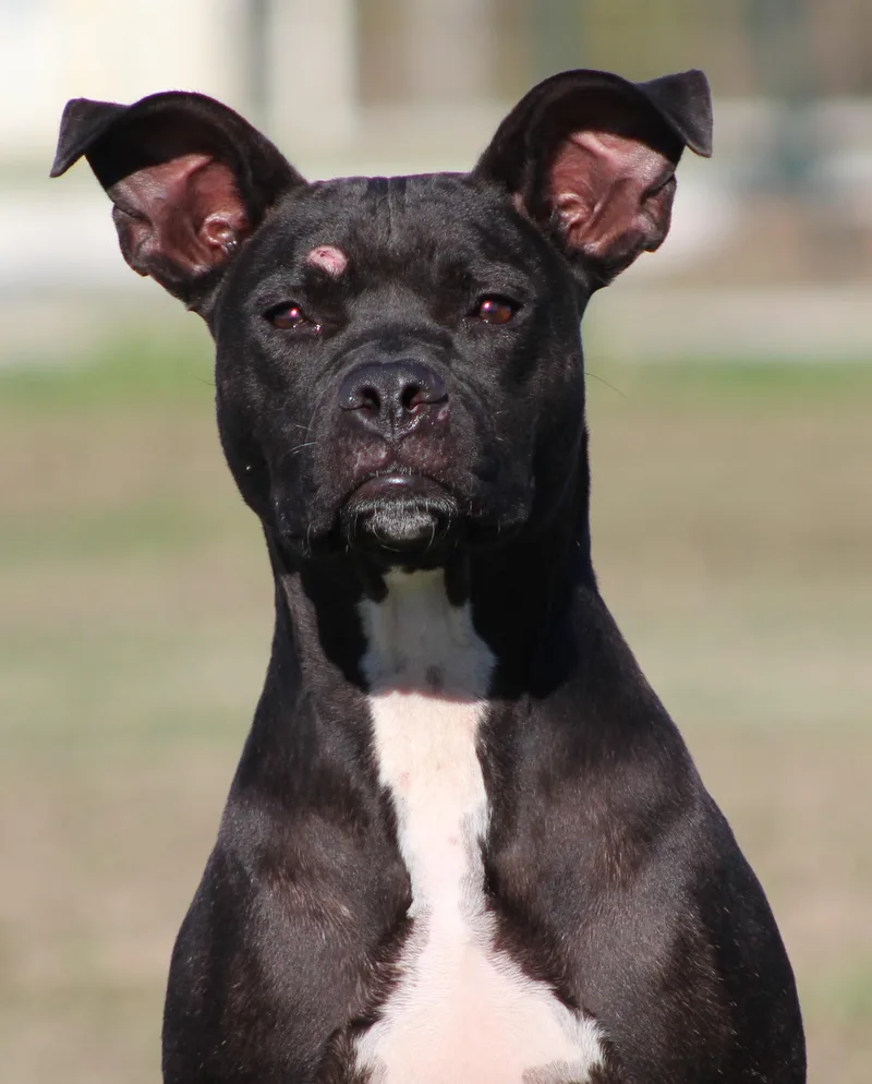 A young medium-sized female Black American Staffordshire Terrier dog named Athena for adoption in Temple, TX