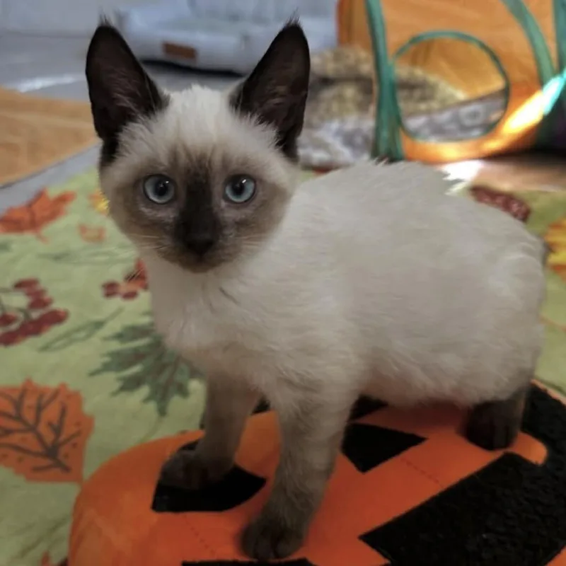 A baby small-sized female Domestic Short Hair cat named Squirt for adoption in Spruce Pine, NC