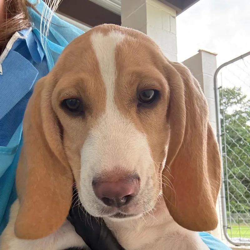 A baby small-sized male White / Cream Basset Hound dog named Borris for adoption in LOXAHATCHEE, FL