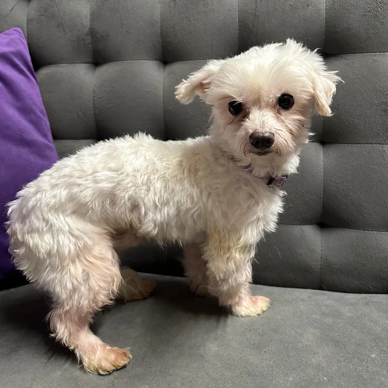 Chandler thumbnail 2