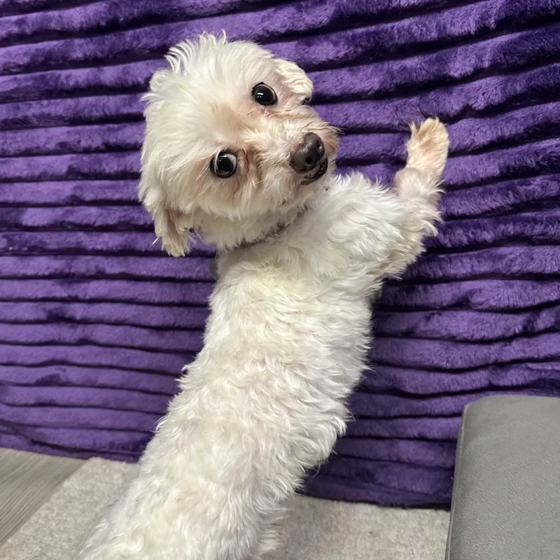 Chandler thumbnail 3