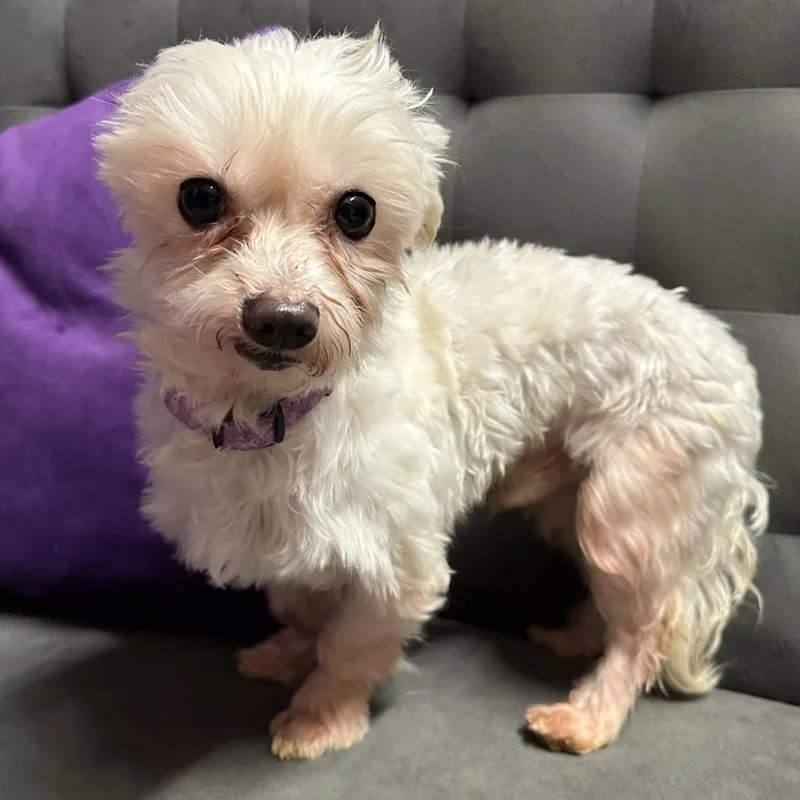 Chandler thumbnail 4