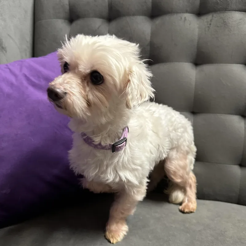 Chandler thumbnail 5