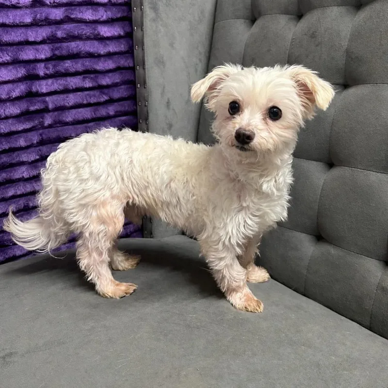 Chandler thumbnail 6