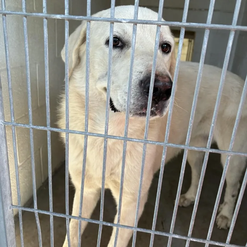 An adult small-sized male White / Cream Great Pyrenees dog named Casper for adoption in Buchanan Dam, TX