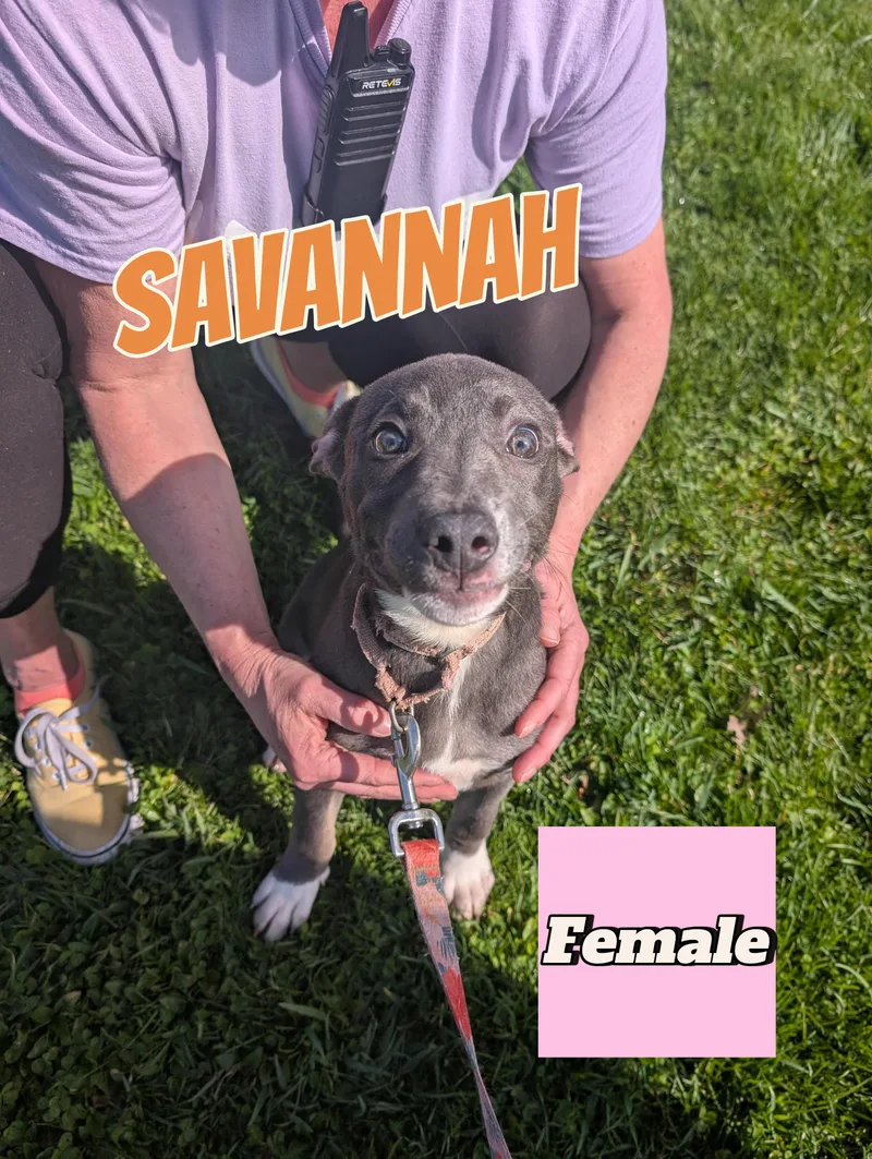 A baby large-sized female Gray / Blue / Silver Pit Bull Terrier dog named Savannah for adoption in Somerset, PA