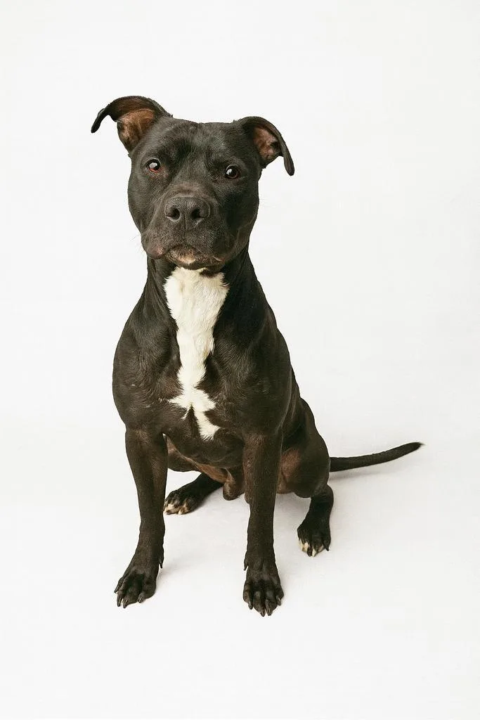 An adult medium-sized male Mixed Breed dog named Hammerhead for adoption in Florence, SC