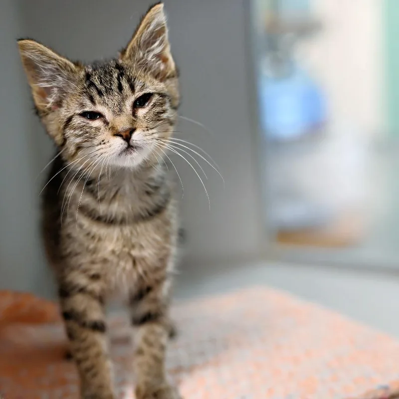 A baby medium-sized female Domestic Short Hair cat named Opie for adoption in Shoreline, WA