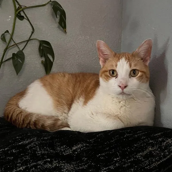 An adult medium-sized male Domestic Short Hair cat named Ducky for adoption in Des Moines, IA